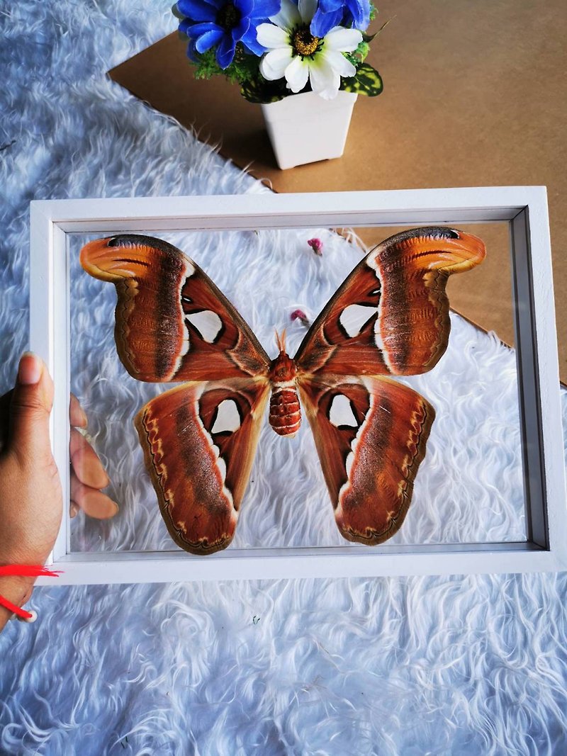 Set Atlas Moth F Butterfly Insect Taxidermy Double Acrylic Glass White Frame - Items for Display - Wood 