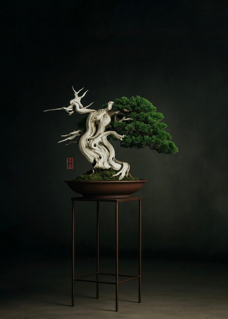 精品盆栽・日本進口山採宮阪系魚川真柏 - 盆栽/植栽 - 植物．花 