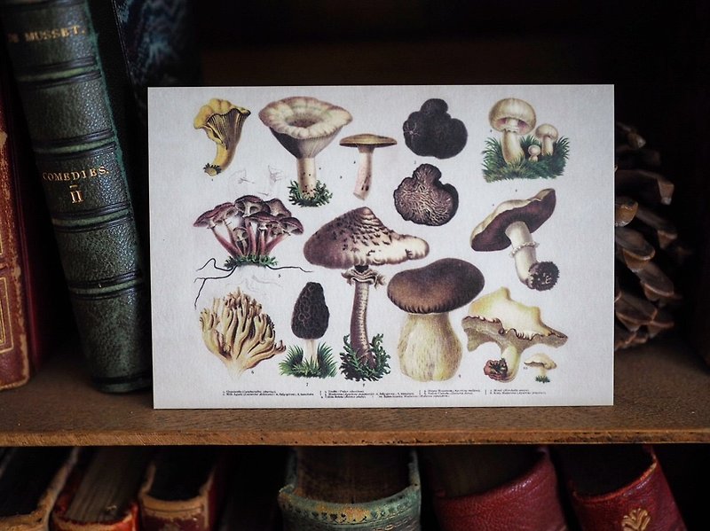 1900年イギリスの植物/きのこイラストブックシリーズ再制定されたポストカードF - カード・はがき - 紙 