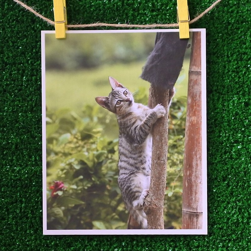 3猫屋猫写真ポストカード（写真：猫夫人）–傑出した - カード・はがき - 紙 