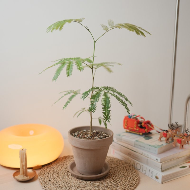 日本小豆樹 - 植栽/盆栽 - 植物．花 