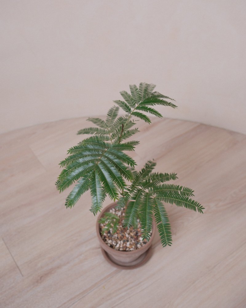 日本小豆樹 - 植栽/盆栽 - 植物．花 