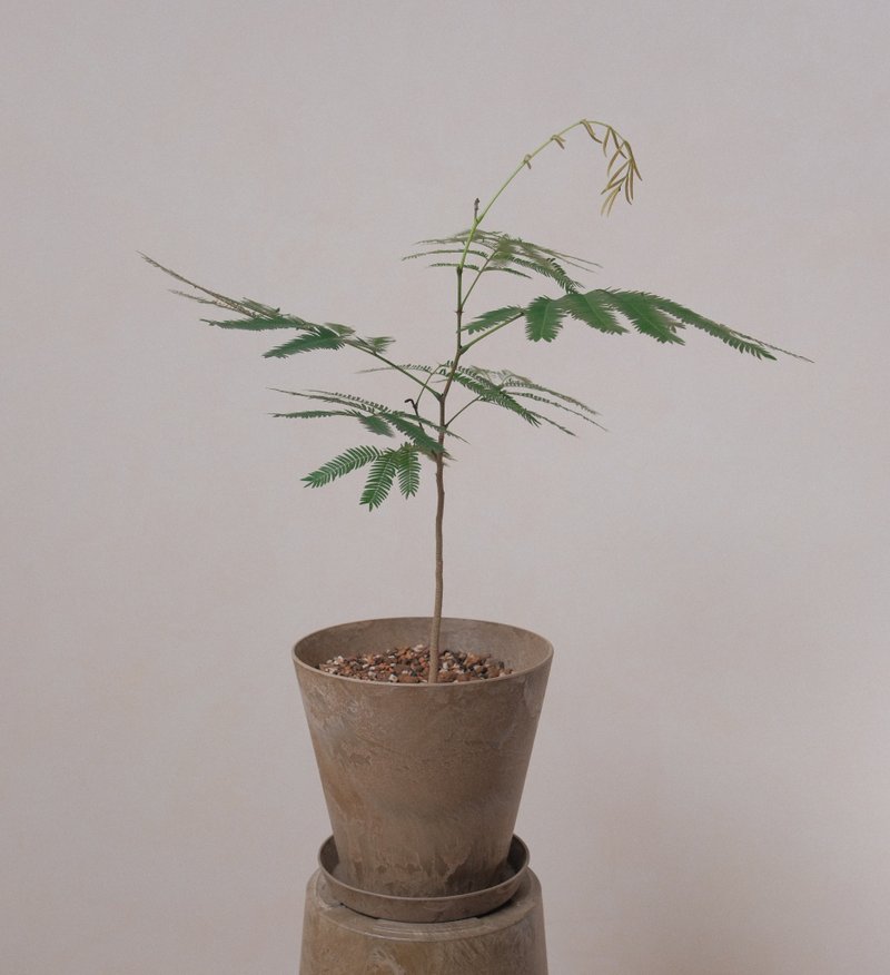 日本小豆樹 - 盆栽/植栽 - 植物．花 