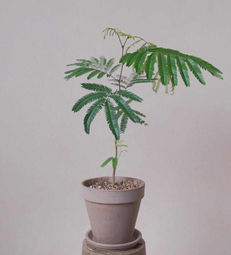 小豆樹-大盆 - 盆栽/植栽 - 植物．花 