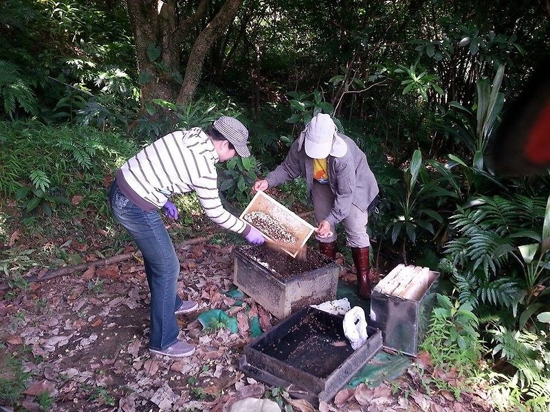 台灣野蜂養殖課程教學 - 蜂蜜/黑糖 - 其他材質 