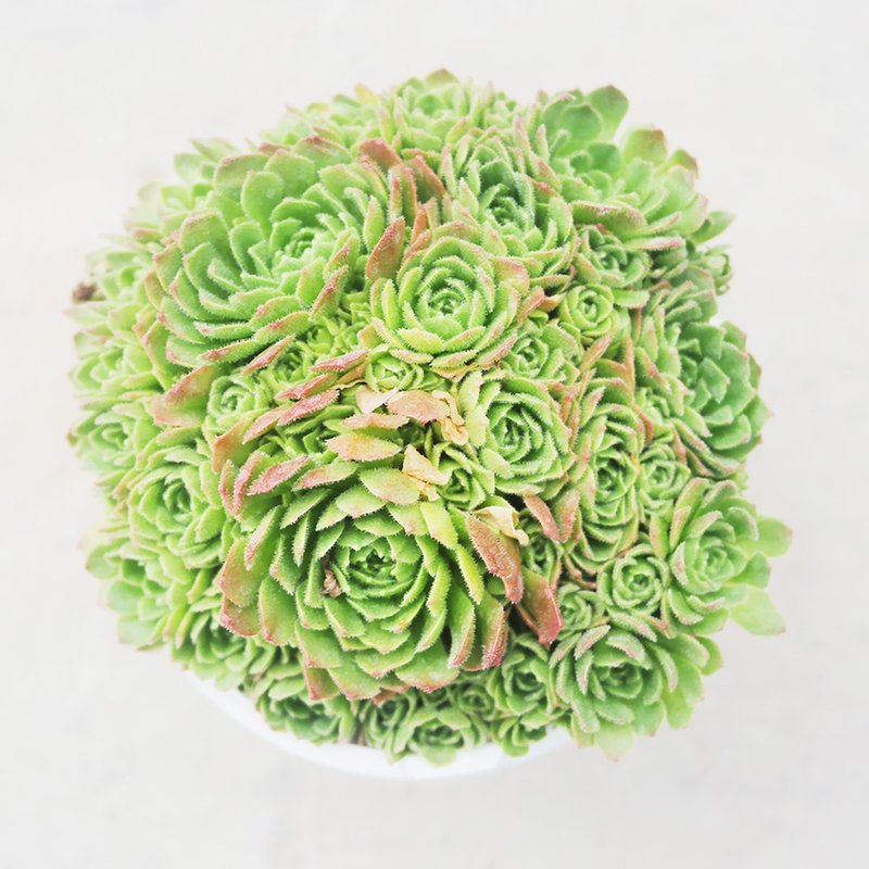 【Dou Dou Succulent】【Chrysanthemum Lotus】Housewarming│Gifts│Promotion│Succulents - ตกแต่งต้นไม้ - พืช/ดอกไม้ 