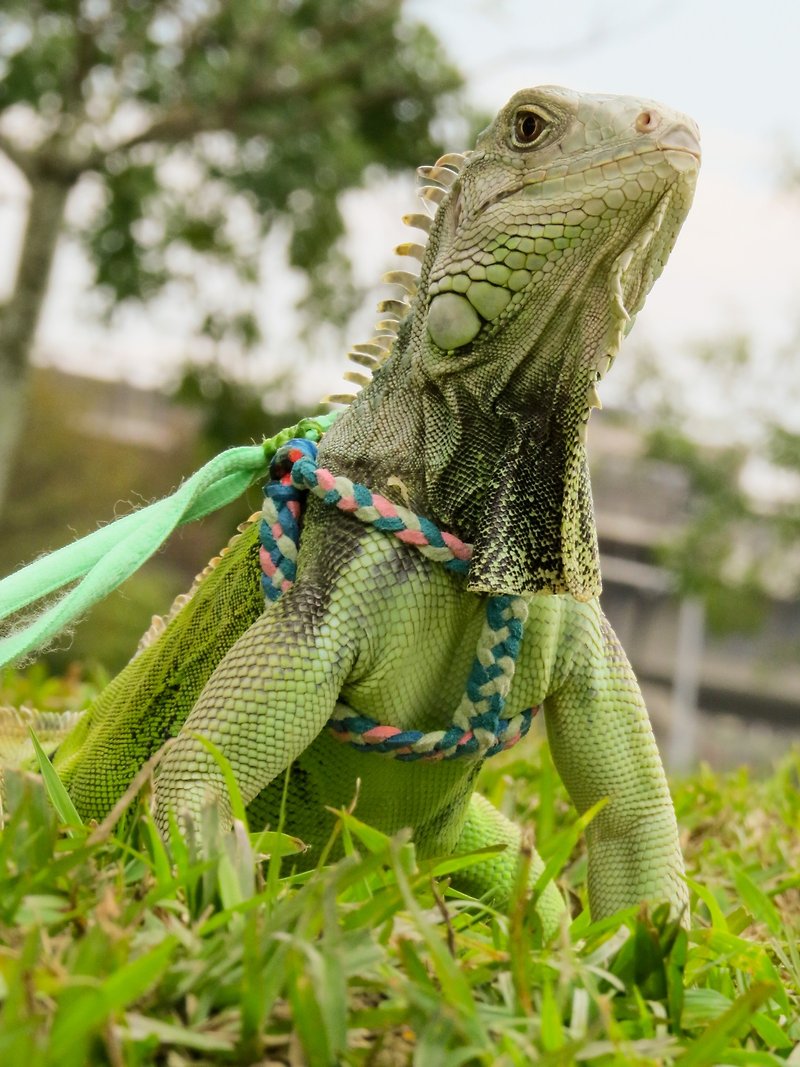 Wing Lizards Reptiles - Custom-made anti-injury leash for iguanas - Collars & Leashes - Other Materials 