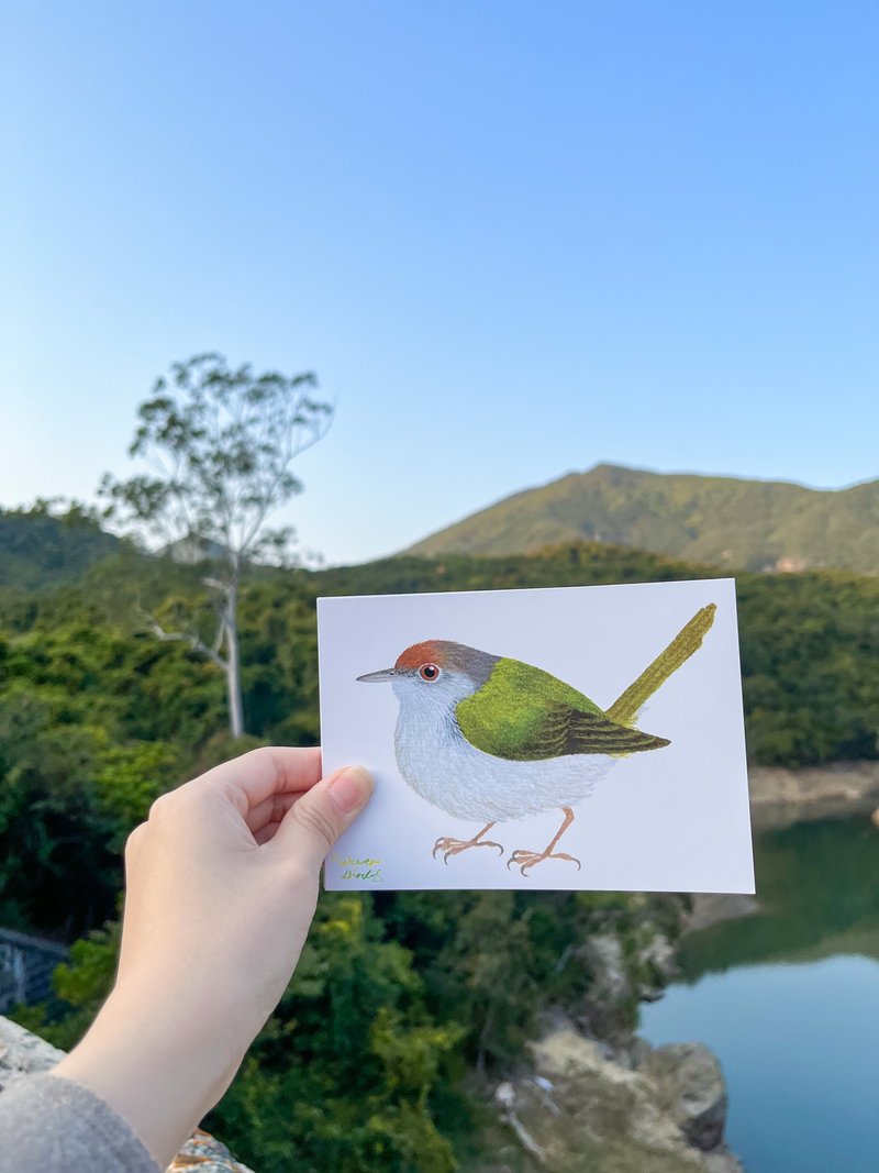 Hong Kong birds watercolor hand-painted wind double-sided postcard white-headed bulbul gray magpie long-tailed slit leaf black-faced babbler - Cards & Postcards - Paper Multicolor