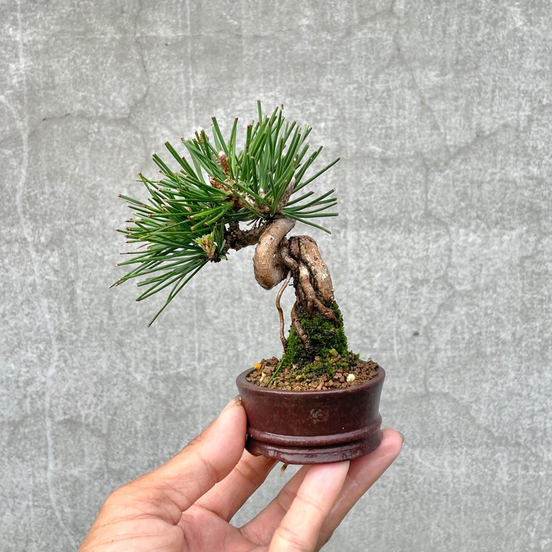 Sketch Bonsai-Mini Black Pine 01 Bonsai Gift - Plants - Plants & Flowers 