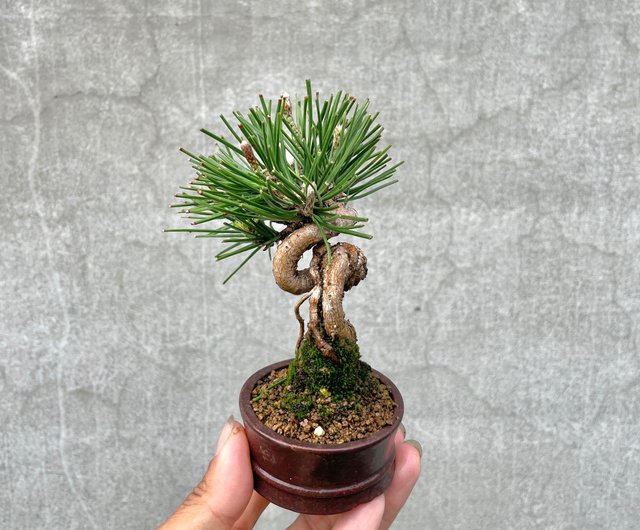 小品盆栽-迷你黑松01 盆景送禮野趣小品盆栽Rustic Charm Bonsai