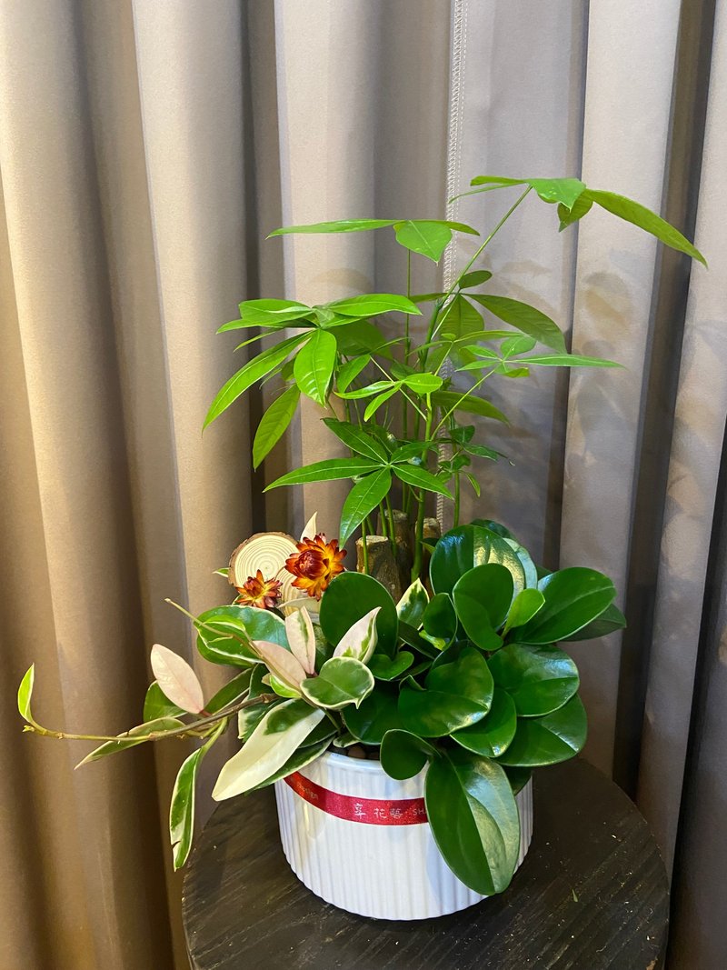 實用綠植組盆 佈置空間或送禮心意皆適宜 - 盆栽/植栽 - 植物．花 