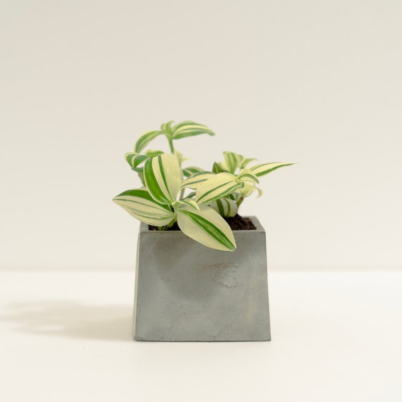 斑葉水竹草│泥作系列│福所栽 - 盆栽/植栽 - 水泥 黃色