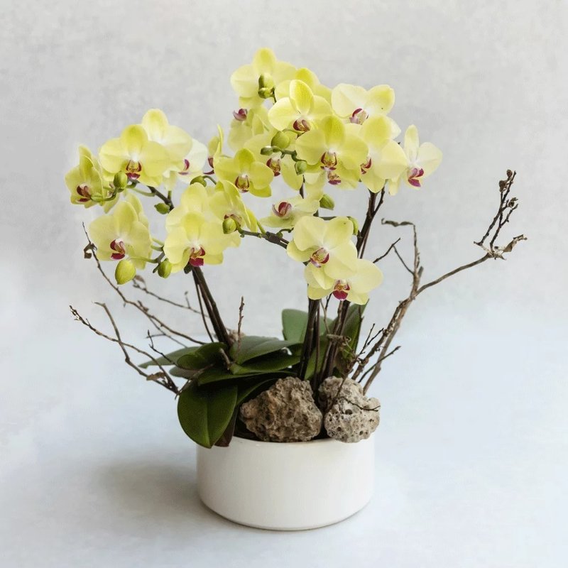 Planting of jade light green phalaenopsis - ตกแต่งต้นไม้ - พืช/ดอกไม้ สึชมพู