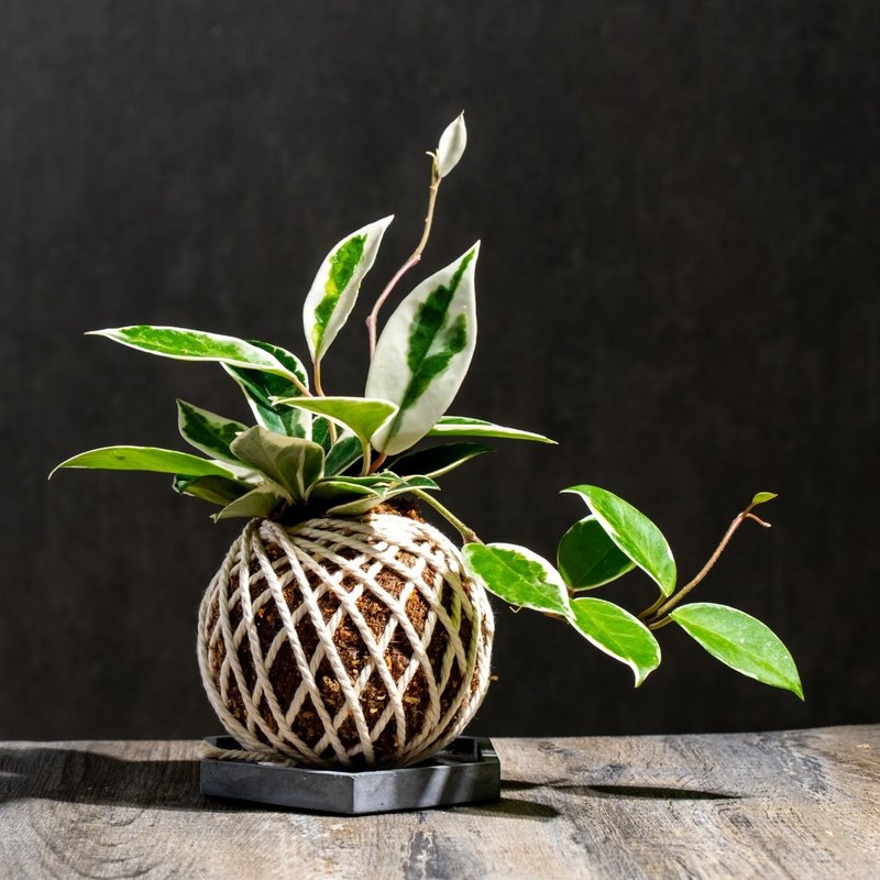 Banye 蘭苔玉苔玉植物苔翡翠屋内植物オフィス植物交換ギフト - 観葉植物 - 寄せ植え・花 