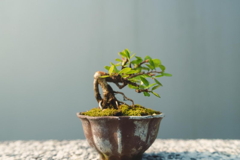 小露根牛港刺迷你盆栽 迷你盆景 植栽 - 植栽/盆栽 - 植物．花 綠色