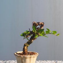 小品盆栽-日本唐楓盆景送禮野趣小品盆栽Rustic Charm Bonsai｜盆栽/植