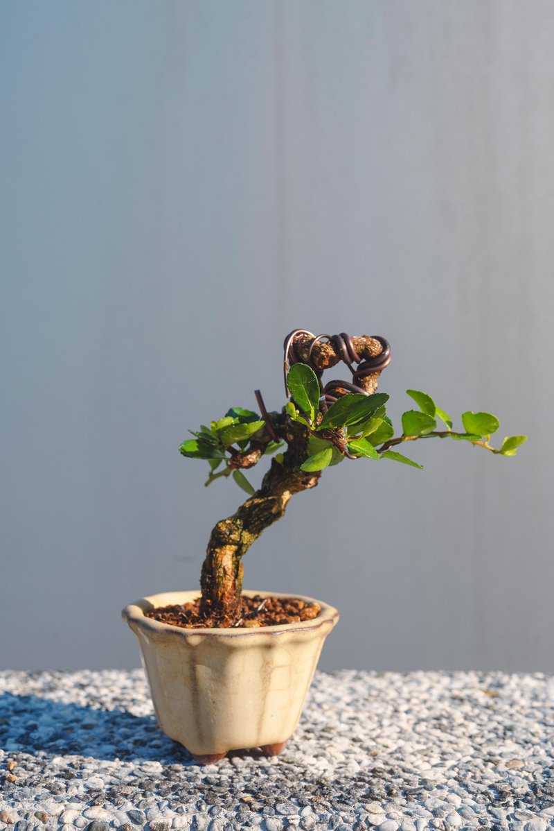 彎曲變化牛港刺迷你盆栽 迷你盆景 植栽 微型盆栽 會開花結果 - 盆栽/植栽 - 植物．花 綠色