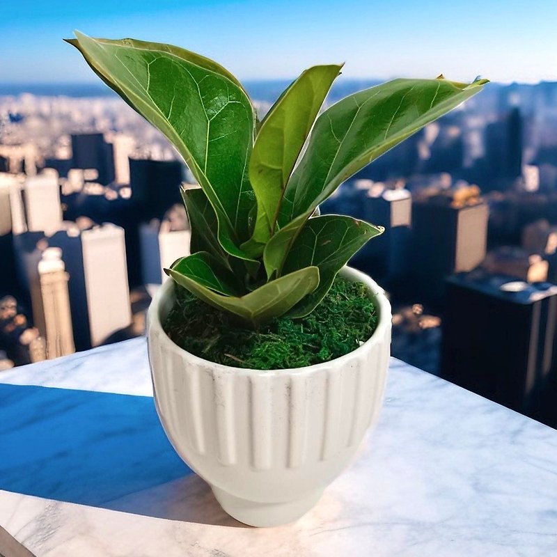 [Excellent texture] Feng Shui plant in the shape of fiddleleaf banyan potted tabletop plant for new home opening and personal use - ตกแต่งต้นไม้ - พืช/ดอกไม้ 