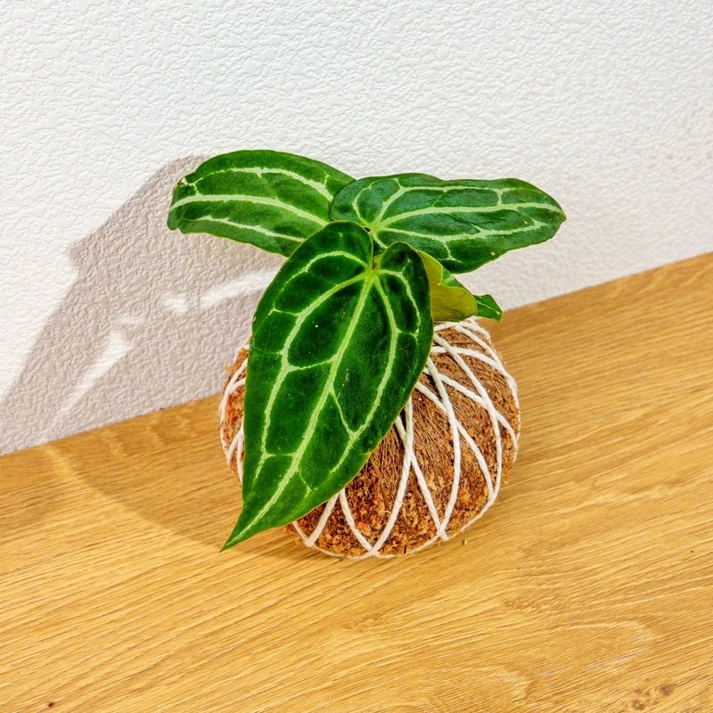 苔球植物 水晶花燭苔球 苔玉 禮物 送禮 桌上盆栽 - 盆栽/植栽 - 植物．花 綠色