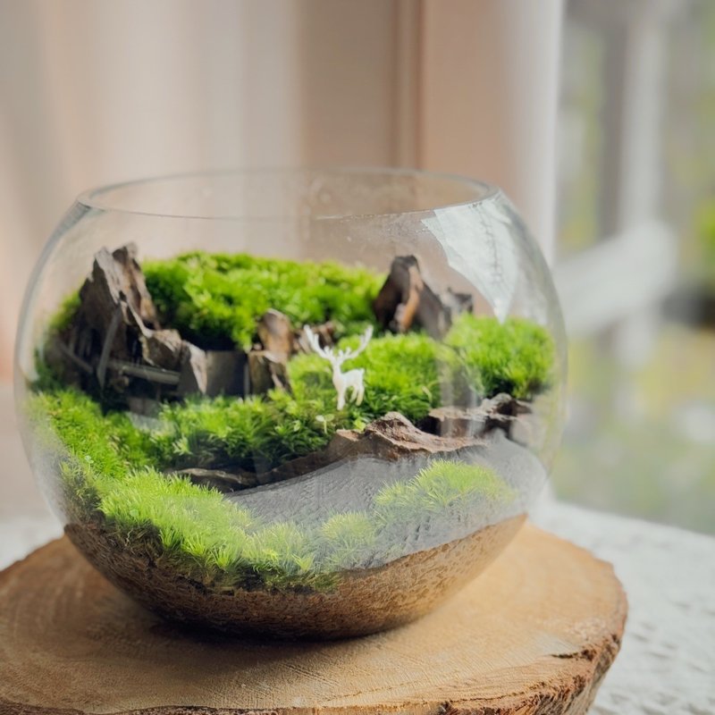 【宅配】福鹿森林 苔蘚缸.生態缸.造景 - 盆栽/植栽 - 植物．花 綠色