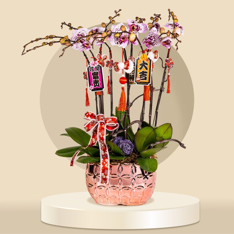 大花蝴蝶蘭鴻運財神10棵 (GF00063) 蘭花 新春蘭花 年花 自家蘭 - 植栽/盆栽 - 植物．花 