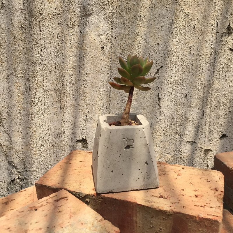 DOLOMAMA《幾何》黃麗 多肉植物 - 盆栽/植栽 - 紙 