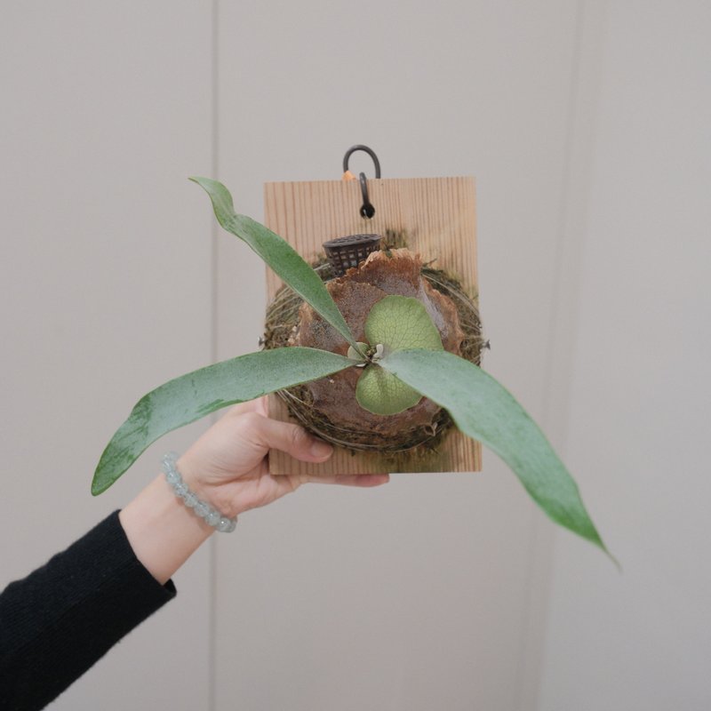 Silver Deer (Platinum) Staghorn Fern - ตกแต่งต้นไม้ - พืช/ดอกไม้ 