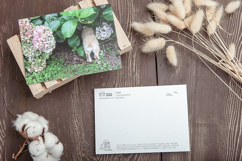 兔子攝影明信片- 探索 - 心意卡/卡片 - 紙 綠色
