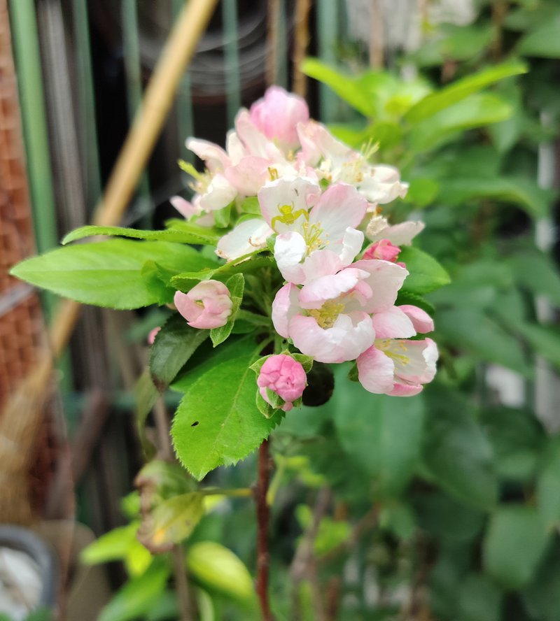 Cement potted plant--Yicai crabapple - ตกแต่งต้นไม้ - พืช/ดอกไม้ 