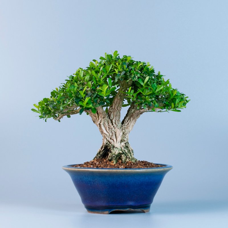 [Short bonsai] Recommended bonsai of golden willow , bird and boxwood - ตกแต่งต้นไม้ - พืช/ดอกไม้ 