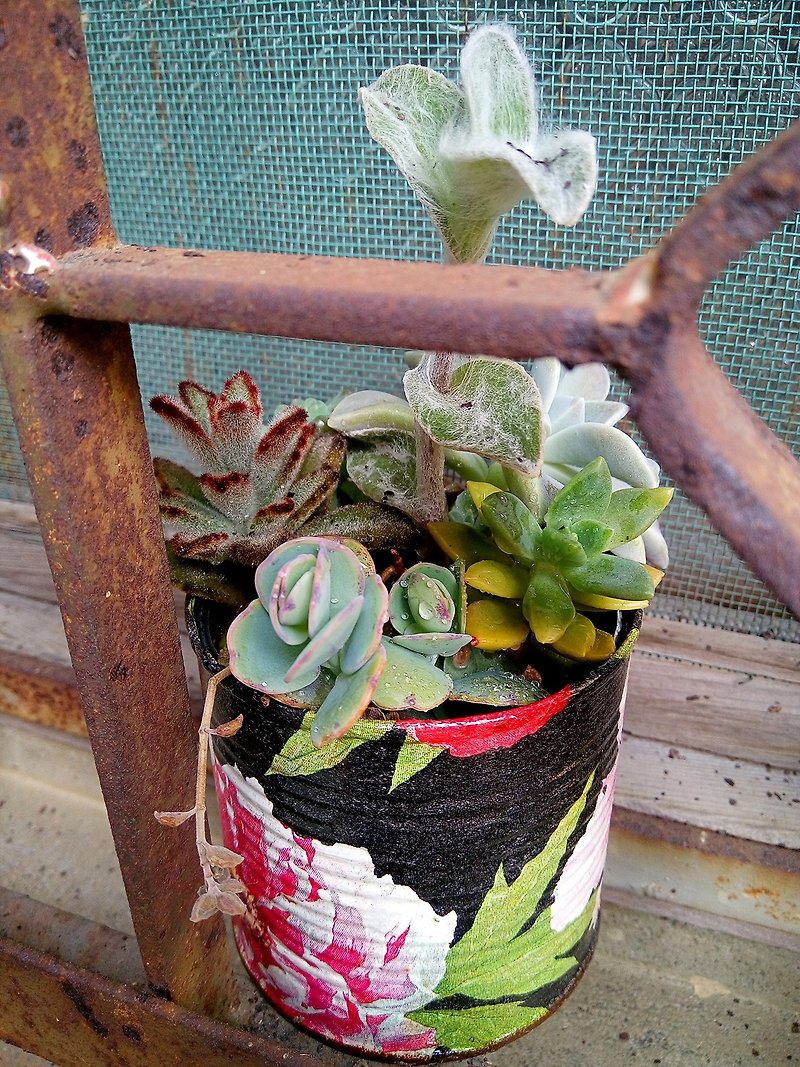 Butterfly Cuban special collage tank pot fleshy group pots / a window - ตกแต่งต้นไม้ - พืช/ดอกไม้ สีดำ