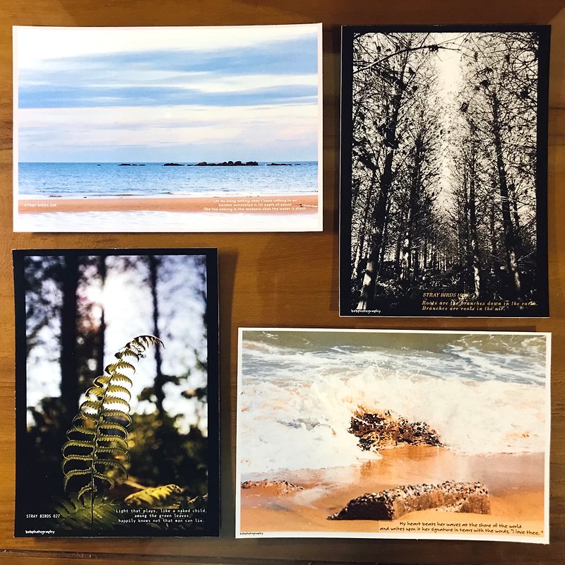 Floating Bird Set Series Postcard - Cards & Postcards - Paper Multicolor