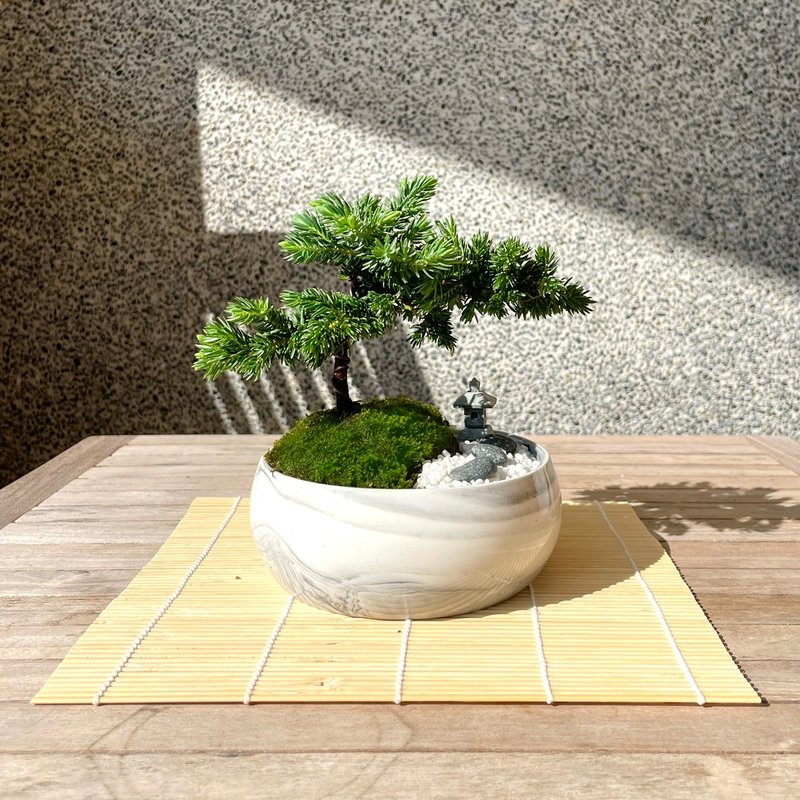 Essay Bonsai-Japanese Garden Pine Combination Gift Opening 06 - Plants - Plants & Flowers 