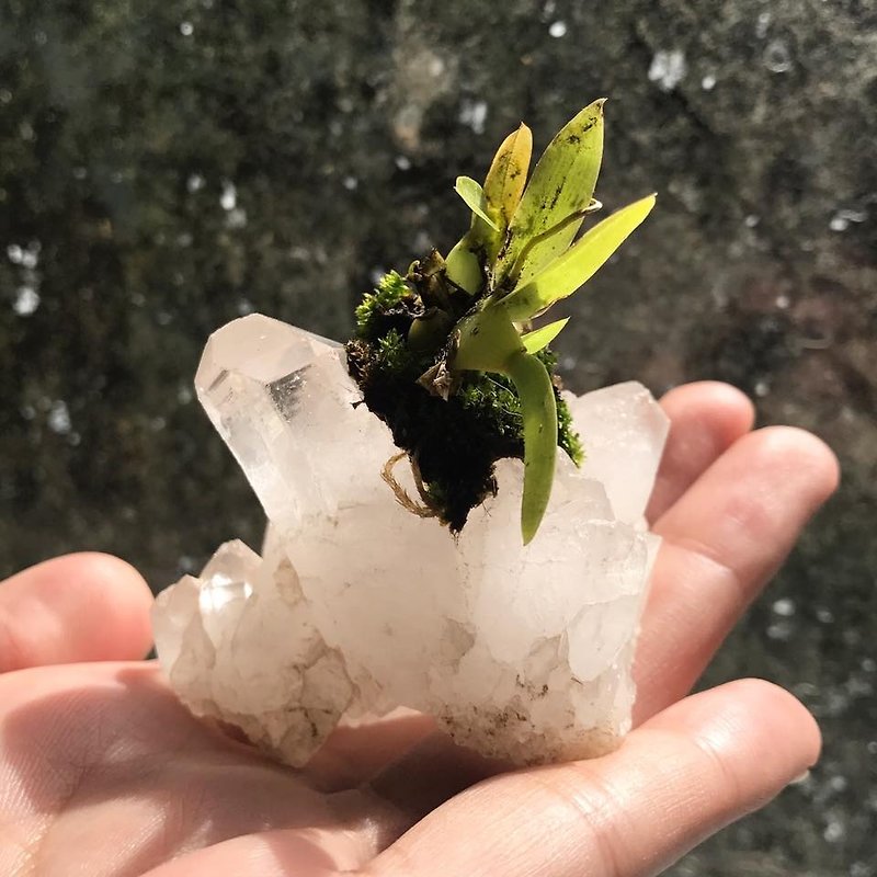 【Lost and find】Natural stone white crystal cluster small potted plant - Plants - Gemstone Transparent