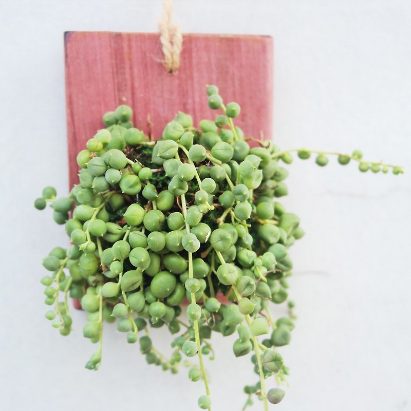 Peas beans and small groceries _ creative plant series of unique works - purple heart wood wall - ตกแต่งต้นไม้ - ไม้ 