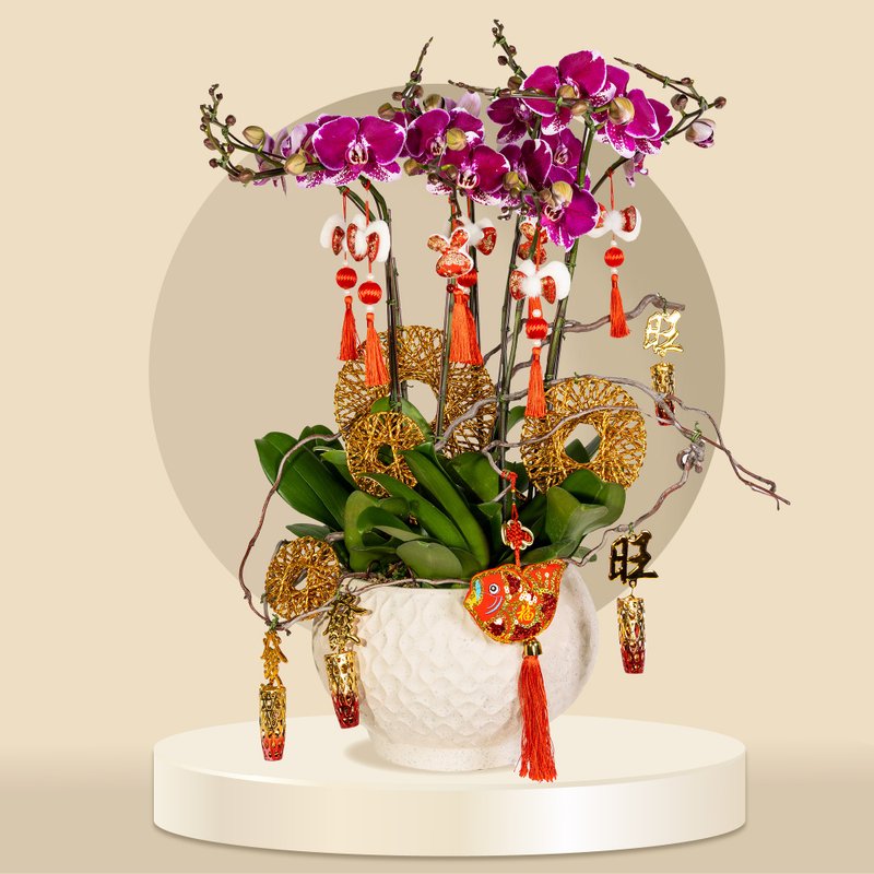 Grand Florist -(GF00069) Golden Rich Man - Phalaenopsis Orchids (8 Flowers) - Plants - Plants & Flowers 