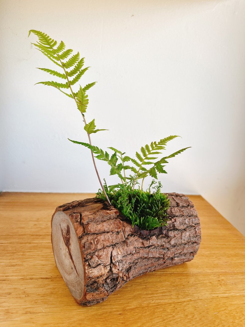 Pure natural tree fern trunk fern potted decoration gift potted plants - Plants - Wood Green