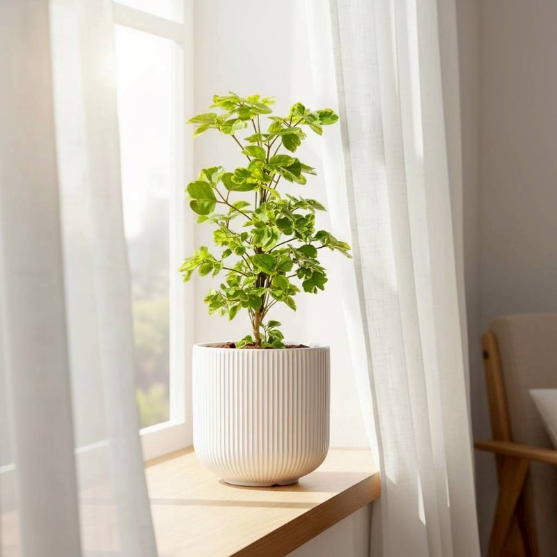 福祿桐直紋陶瓷盆栽 桌上盆栽 開幕送禮 喬遷禮物 植栽 辦公室 - 盆栽/植栽 - 植物．花 綠色