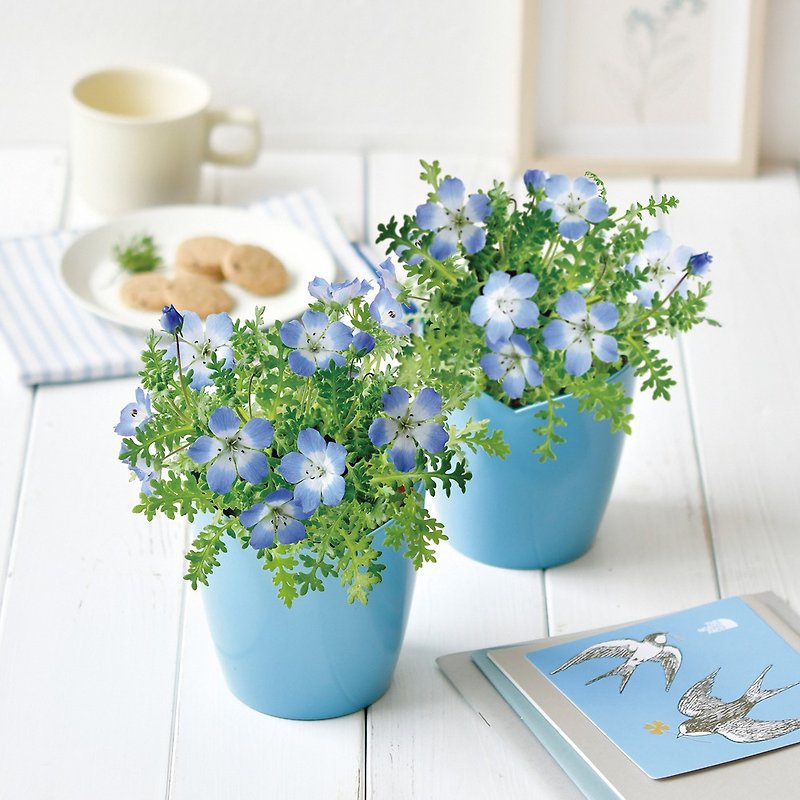 【迎春推薦】Sky Blue Flower 心型栽培套組 / 晴空之花-粉蝶花 - 植栽/盆栽 - 塑膠 藍色