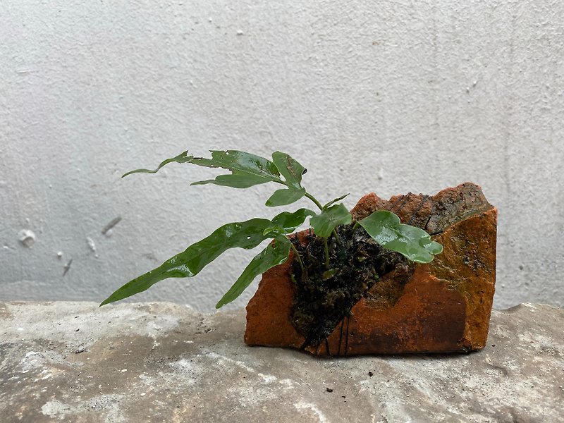 The stump of the palm leaf fern finds a foothold in the defect - Plants - Stone 