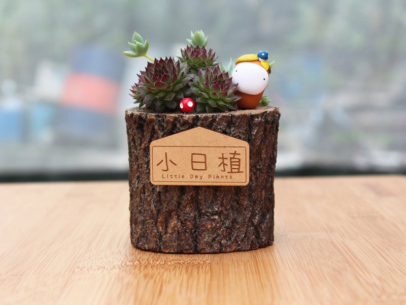l小日植l 多肉植物 蔓蓮卷絹原木盆 - 盆栽/植栽 - 木頭 綠色