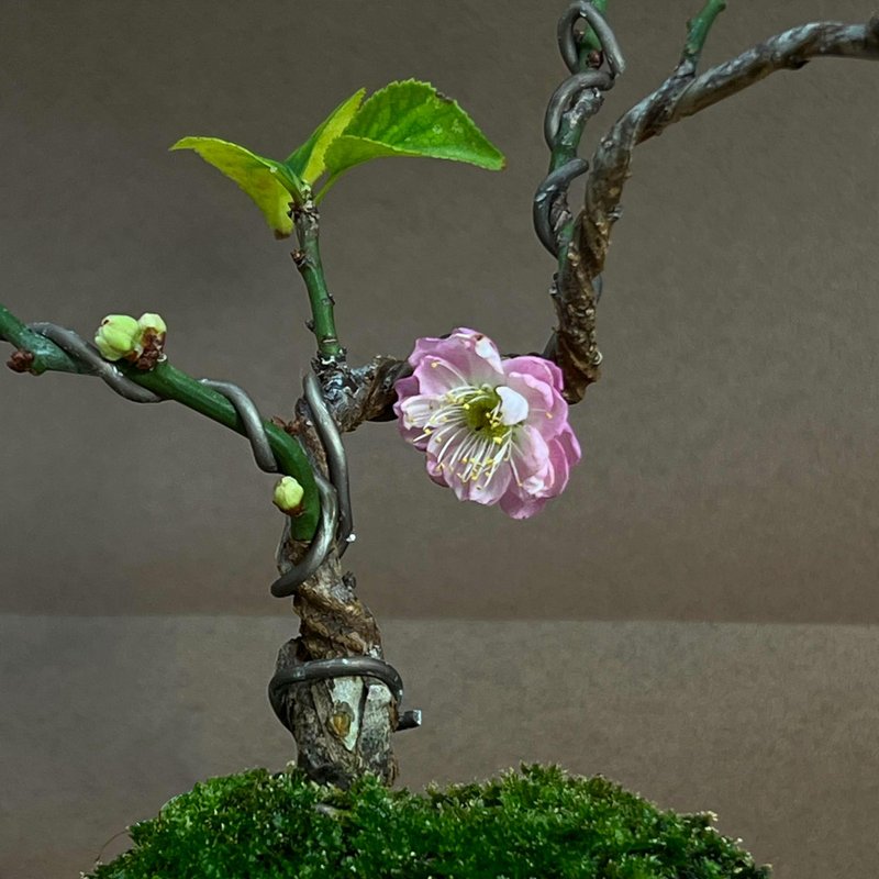 八重養老枝垂梅∣珍稀 迷你梅花盆栽 開花中 - 盆栽/植栽 - 陶 