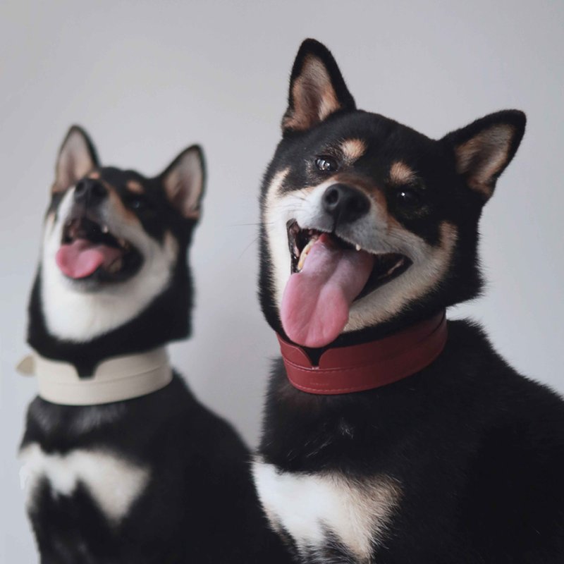 Mandarin Pet Collar with Custom Name, Soft Leather, Lightweight Dog Cat collar - 項圈/牽繩 - 真皮 紅色