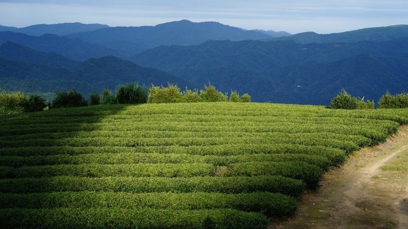 First level Baozhong tea tasting (Taipei class) - อื่นๆ - วัสดุอื่นๆ 