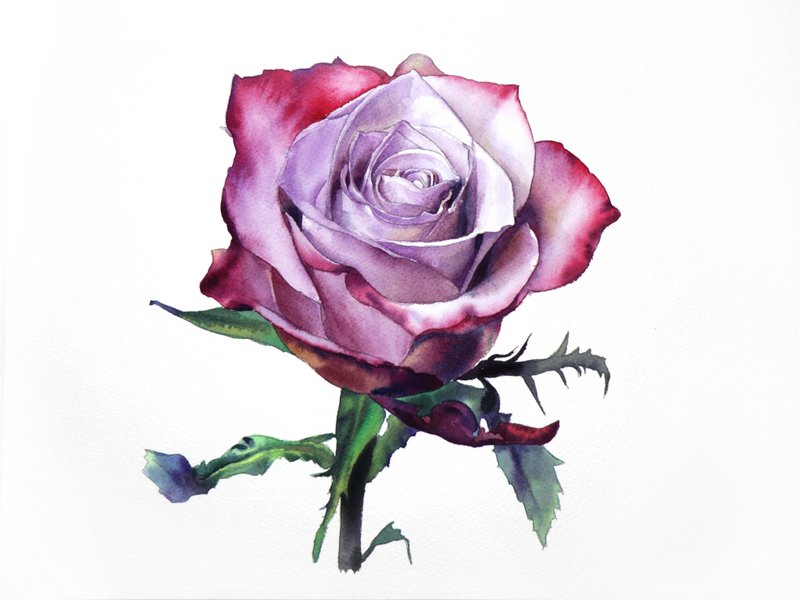 Rose original watercolor painting by artist Irina Zhunaeva - 壁貼/牆壁裝飾 - 紙 多色