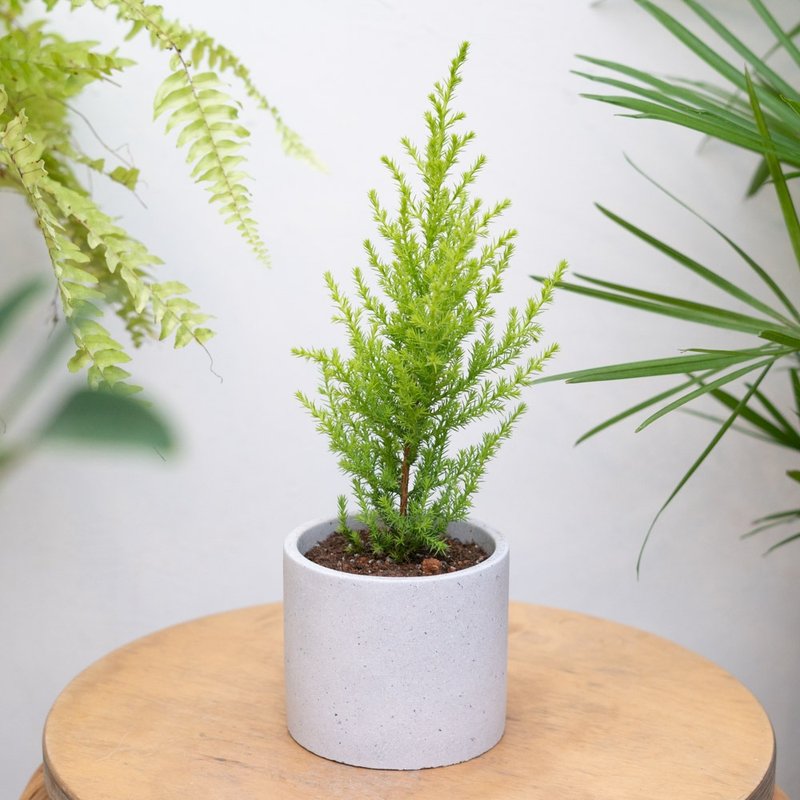 Cedar | Christmas Tree - Plants - Plants & Flowers Green