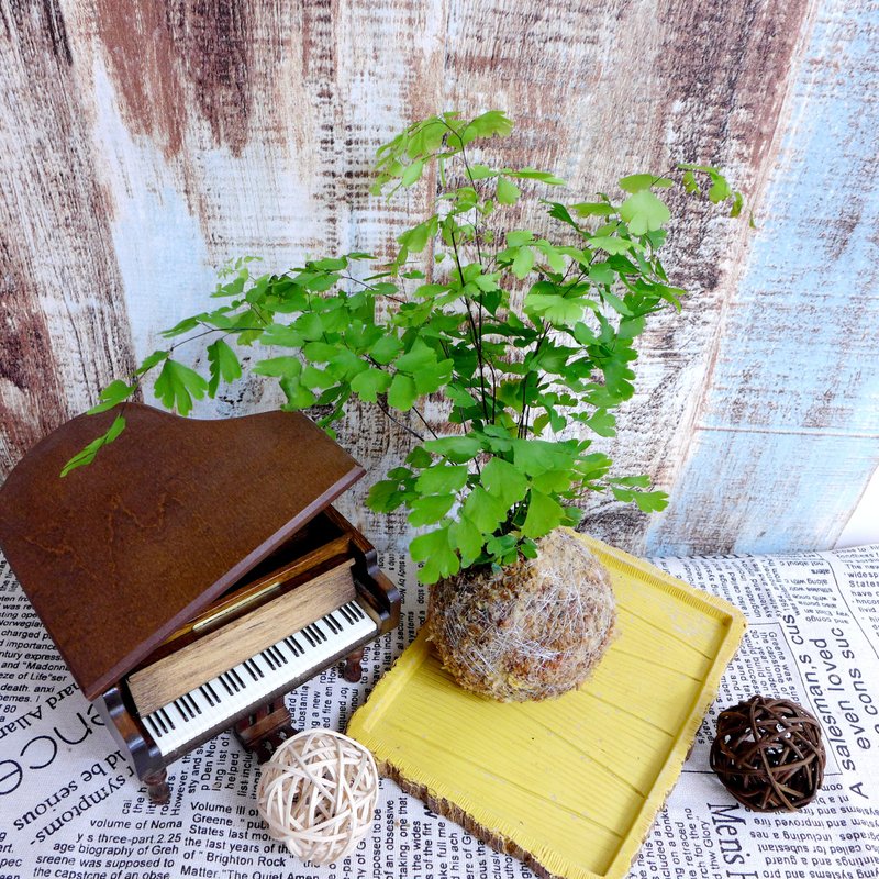 Handmade by Qianqi / Fern Series Moss Ball-Maidenhair Fern - ตกแต่งต้นไม้ - พืช/ดอกไม้ สีเขียว