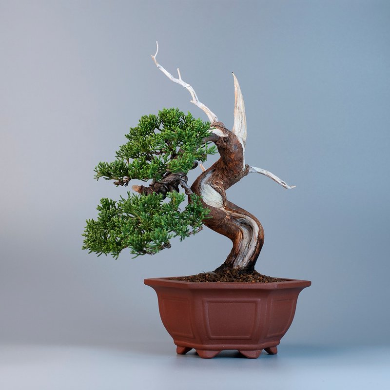 【空間擺設】系魚川真柏 精品盆景 茶與自然 - 盆栽/植栽 - 植物．花 