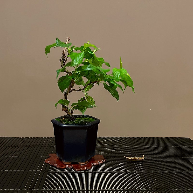 Japanese Rain Love Weeping Cherry | Rare original cherry blossom potted plant - Plants - Pottery 