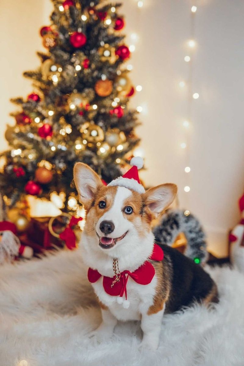 Pet Christmas Set - Suitable for Cats/Dogs - Clothing & Accessories - Cotton & Hemp Red